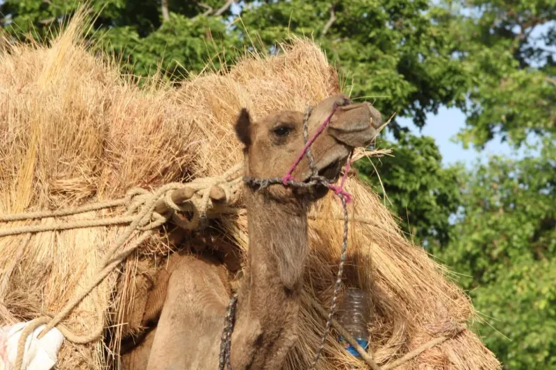 An inflated bull buckles under one straw, symbolizing a highly valued market vulnerable to added pressure.