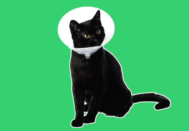 A balance scale weighs a paw-shaped shield against a piggy bank for emergency pet care.